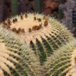 Ботанический сад CAP ROIG